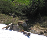 Marmots